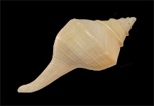 White Pearlized Trochus Seashells - Beach Wedding Decor Seashells - Bulk  Craft Shells